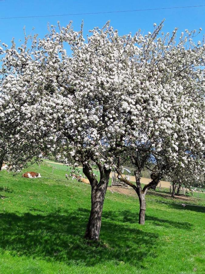 Ferienwohnungen Klimbacher Βόλφσμπεργκ Εξωτερικό φωτογραφία